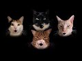 Bohemian CATsody