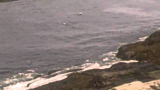 preview picture of video 'Eiders at Cape Elizabeth house'