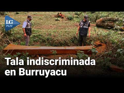 TALA ILEGAL EN TUCUMÁN: Detectaron el desmonte ilegal de cuatro hectáreas en un monte nativo