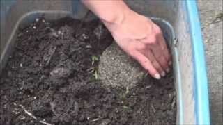 Worm Bin: Feeding the Worms  June 5, 2013  'Section 4'