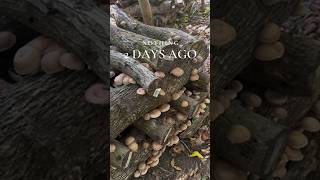 There Were ZERO Mushrooms Here 2 Days Ago