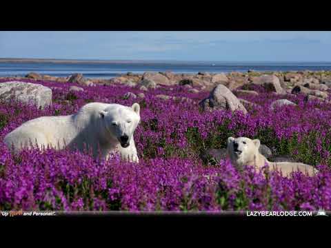 Video preview: Lazy Bear Expeditions, Churchill, Manitoba