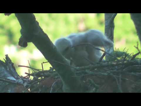 2 red tail hawk chicks on 5-22-21