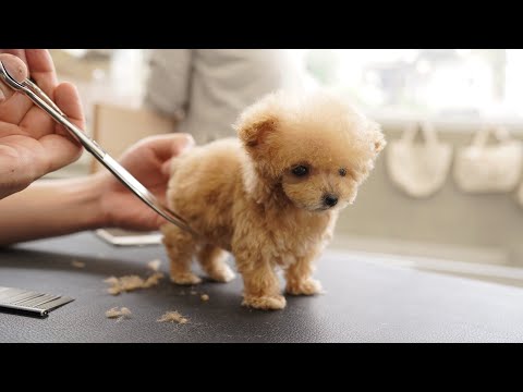 Tiny Dog Getting Groomed