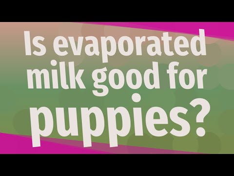 download lagu mp3 mp4 Evaporated Milk Recipe For Puppies, download lagu Evaporated Milk Recipe For Puppies gratis, unduh video klip Evaporated Milk Recipe For Puppies