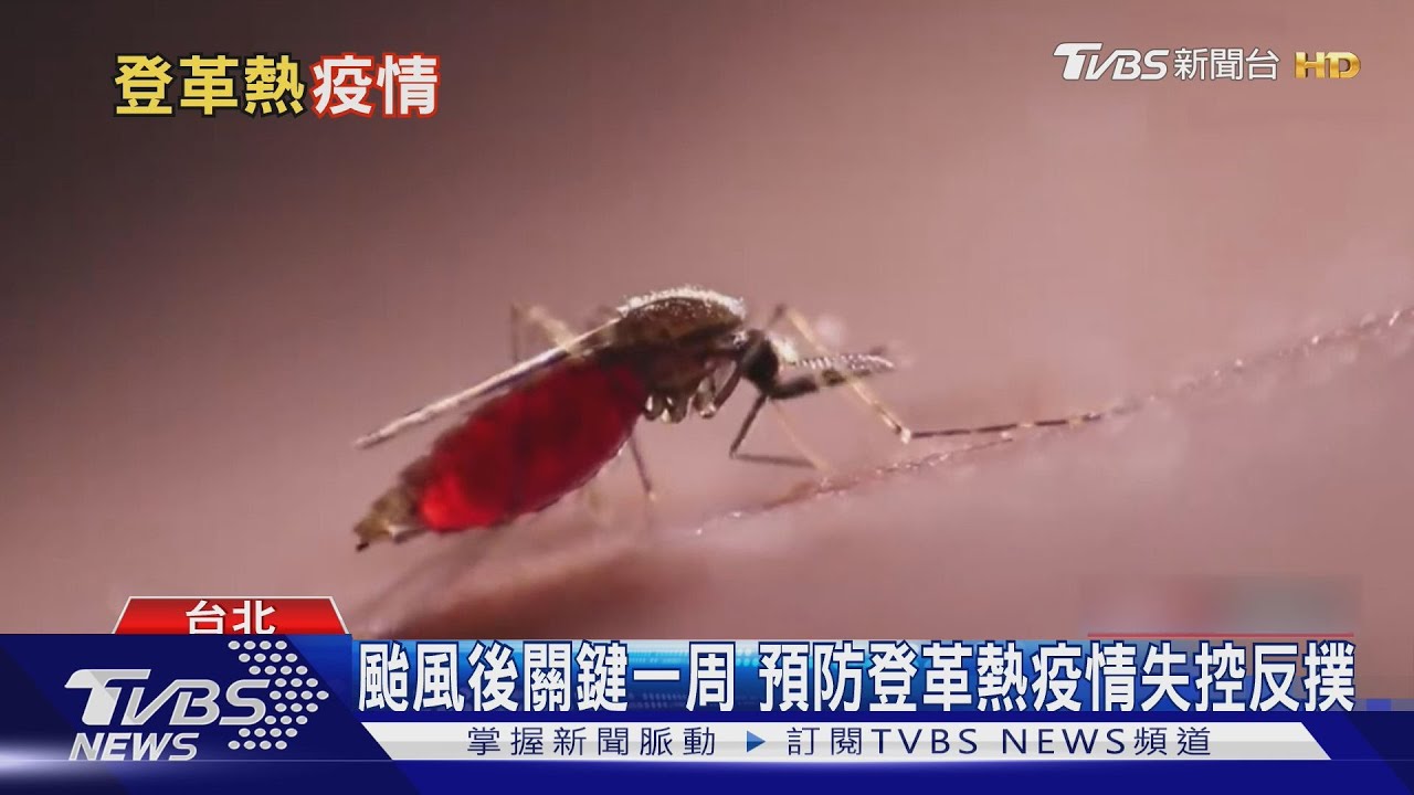 颱風後「這疫情」恐致命威脅!記得迅速清潔積水容器