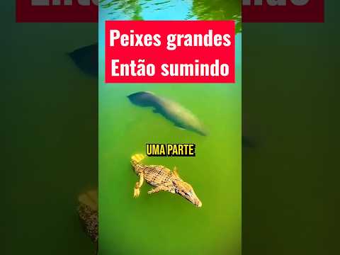 ​POR QUE OS PEIXES GIGANTES ESTÃO SUMINDO? 🐟❓ #shorts