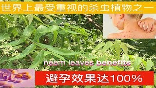 苦楝樹( 印楝树 ) 神奇作用。Amazing of Neem leaves trees.Khasiat perubatan   Pokok mambu .