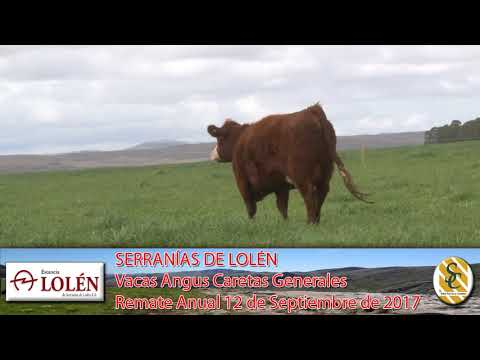 06-09-17 Vacas Angus Caretas Generales - Dia de Campo Cabaña Lolén - C. Suarez