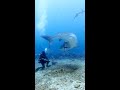 Tiger Shark Turns On Diver