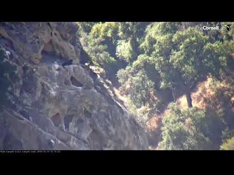 6-month-old Condor Chick Uses Its Wings To Return To Nest Cavity – Oct. 10, 2019