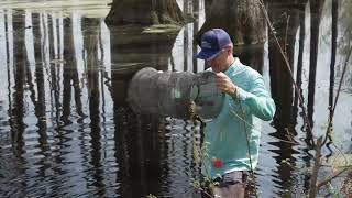 Exploring a Wetland and Finding Some Stinkpots
