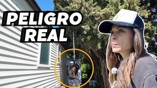 ¡PELIGRO REAL! 🌳 Poda extrema para salvar el tejado de mi casa móvil. Sola con la pértiga. Vlog286