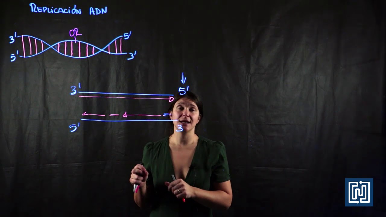 replicación de los telómeros