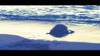 preview picture of video 'Turtle reaching the sea'