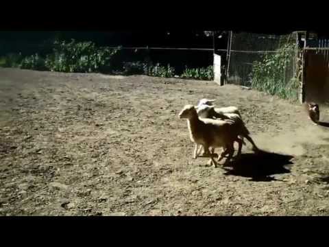 Australian Shepherd Puppy Herding Sheep #2