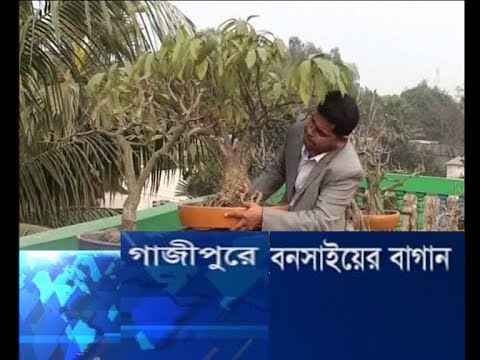 গাজীপুরে বনসাইয়ের বাগান