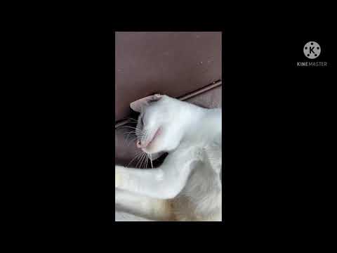 Baby Cats - Cute and Funny Cat Videos Compilation #002 | Suhana Music Company