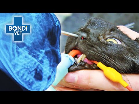 Rescue Cat Has Alien-Shaped Lump On His Head 👽 | Vet on the Hill Clips | Bondi Vet