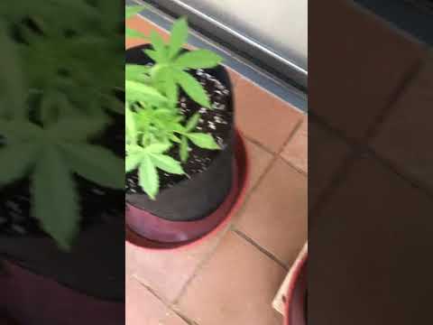 20 день автоцветы марихуаны, показали пол, есть дифицит азота, работаю fishmix по листу #biobizz