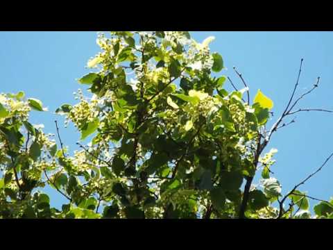 Липа перед цветением Часть 2