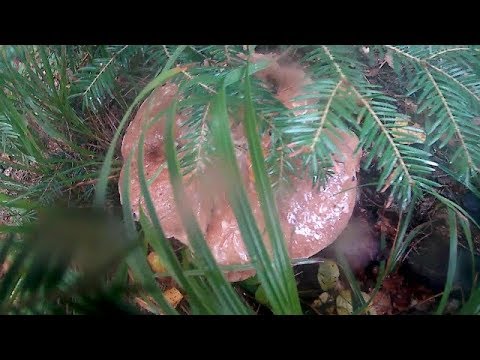 Величезний Гриб Вагою 1.3 кг,Огромный Гриб весом 1.3 кг,Huge Mushroom Weight 1.3 kg