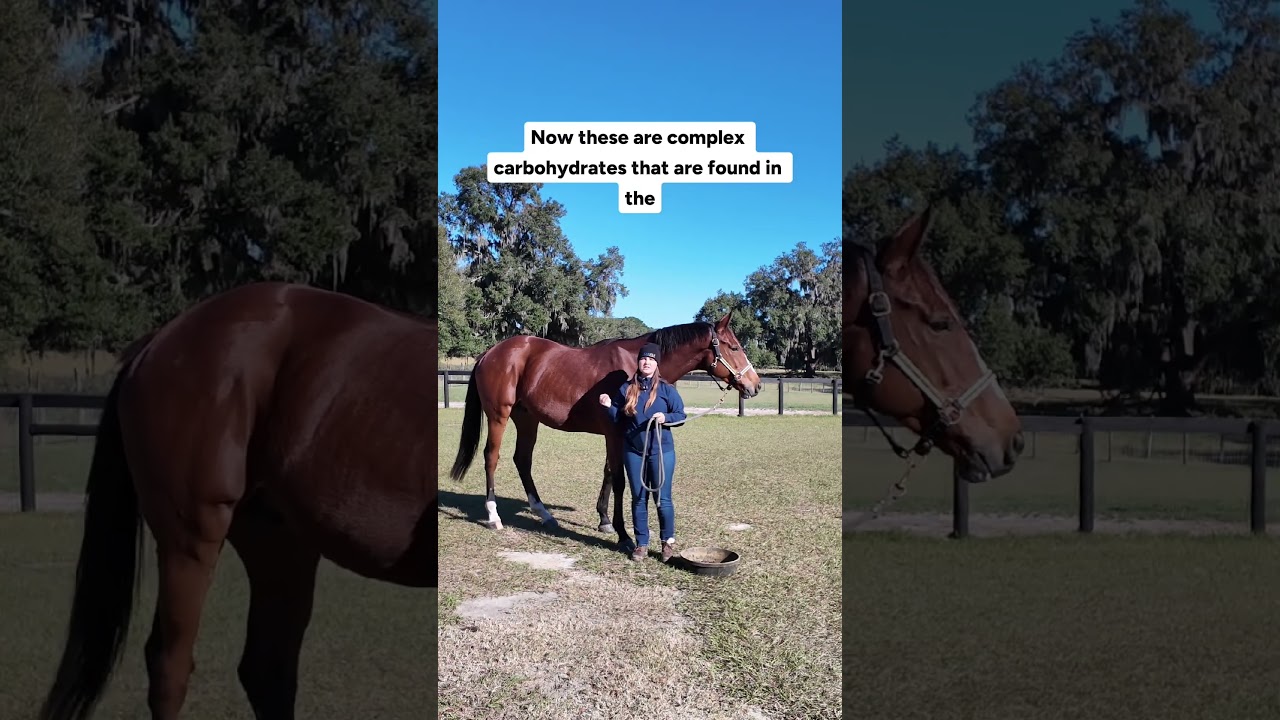 What Percentage of the Immune System is Supported by the Gut?