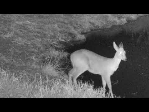 Djuma: Male Common Grey Duiker - 18:41 - 07/23/18