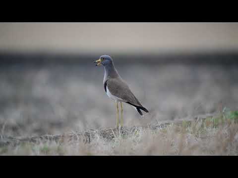タゲリのカウントに参加しましょう!