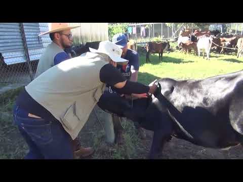 Vacunación de ganado en San Miguel