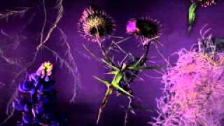 Do Butterflies Dream Of Wild Flowers     Video