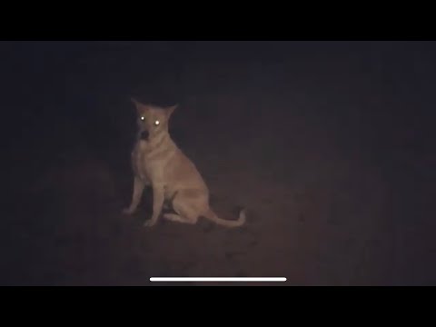 Haunted Road in Bangladesh /Honest Review/ Haunted place/ Haunted Road