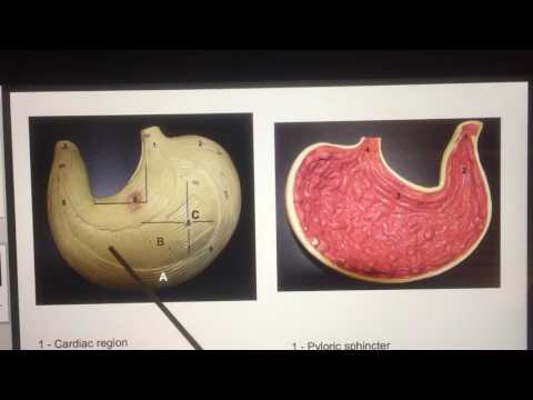 Stomach Model - Valle Anatomy 32
