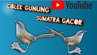 Download lagu mikat burung ciblek gunung Sumatra paling gacor ud... mp3