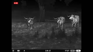 Highland Cows with the  Pulsar Oryx XG35