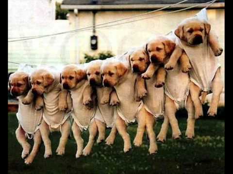 Funny Cat & Dog Pics