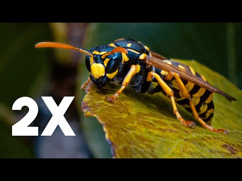 This Macro lens is on Another Level