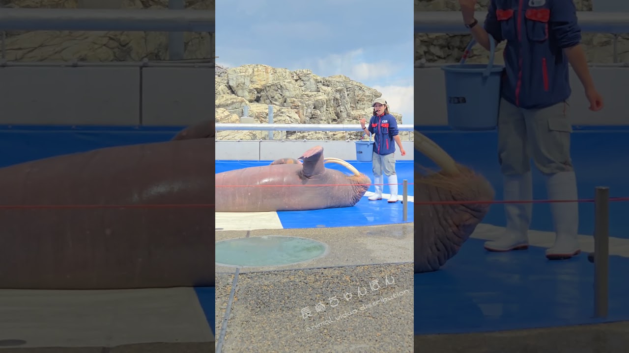 【800kg越え】セイウチのみーちゃんの腹筋トレーニング #うみたまご #セイウチ