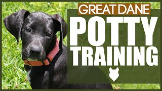 How To Potty Train Your GREAT DANE