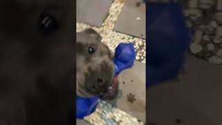 Beg your pardon, Blu?