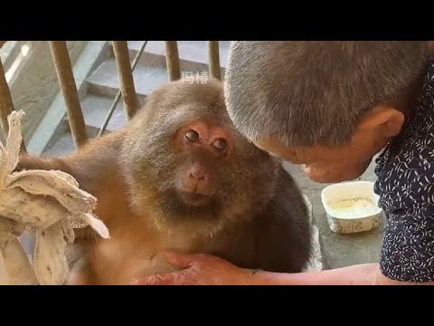 Xingxing sometimes doesn't act like an animal #Monkey #Animal