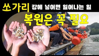 쏘가리 치어 방류시 행동을 보고 복원은 꼭 필요합니다.