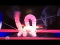 Worm Circus