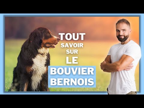 , title : 'Chien de race Bouvier Bernois : caractère, dressage, comportement, santé de ce chien de race...'