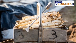 Mmmm ....Asperges uit Limburg | Hart van Limburg