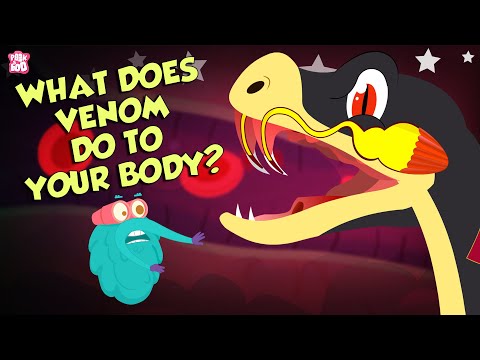 What Does Snake's Venom Do To Your Body?  | Snake Venom Effects | Dr Binocs Show | Peekaboo Kidz