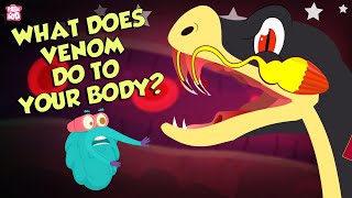 What Does Snake&#39;s Venom Do To Your Body?  | Snake Venom Effects | Dr Binocs Show | Peekaboo Kidz