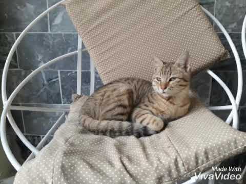 Real tom stylish picture in the world