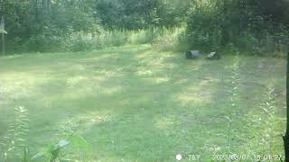 Barnes Lake Bears 6