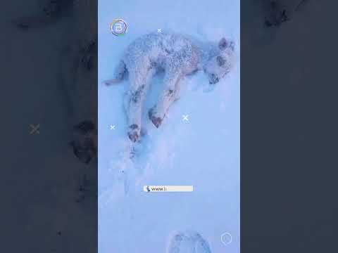 ❄️ Una nevada de hasta 4 cm cubrió el suroeste de Potosí